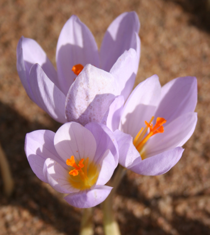 Crocus robertianus AH.8956  (AUT)